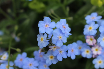forget-me-not
 