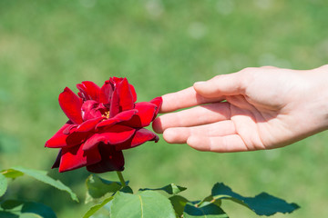 赤い薔薇の花に触る女性の手