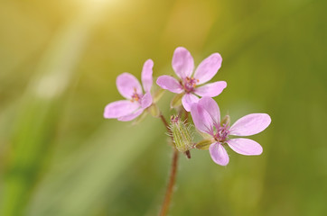 Macro photo of a small purple wildflower