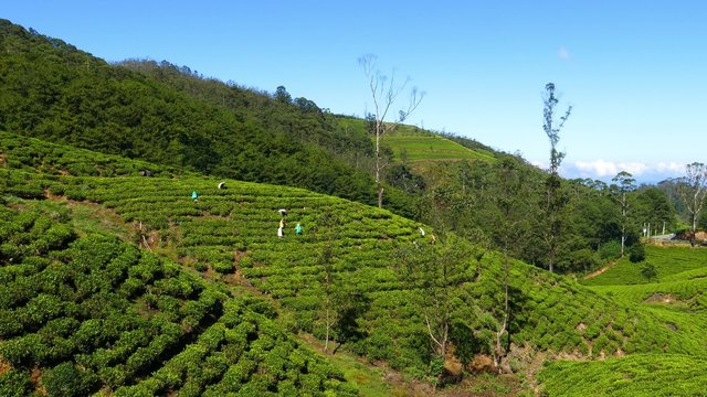 Women from Sri Lanka harvested tea leaves in Nuwara Eliya 4k
