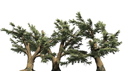 Cedar of Lebanon tree cluster - separated on white background