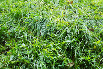 Dense meadows. Fresh green grass background.