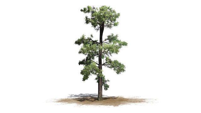 Eastern white pine tree cluster - separated on white background