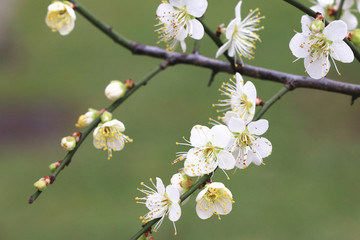 Plum flowers blooming in the garden in spring
