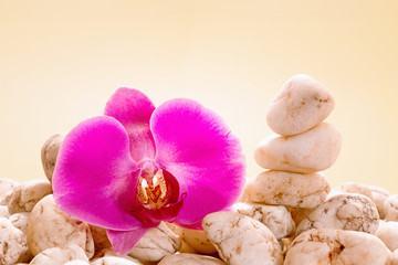 Purple orchid with white pebbles on a yellow background