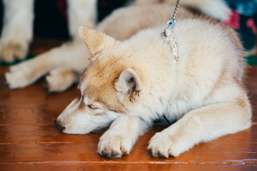 Young Happy Husky Puppy Eskimo Dog