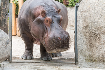 Hippo portrait frontal