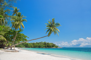 Tropical beach landscape with a leaning palm tree