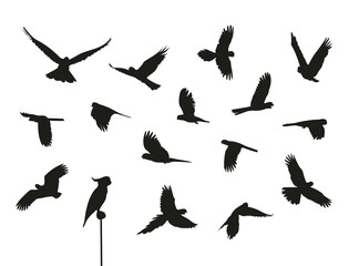 Vogelschwarm © Do Ra