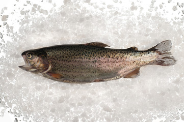 Raw trout fish in ice.
