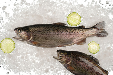 Raw trout fish in ice.