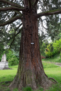 Mammut Baum