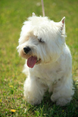Naklejka na ściany i meble West Highland White Terrier