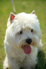 West Highland White Terrier