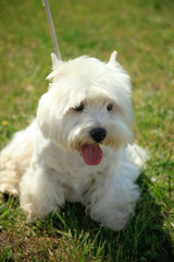 West Highland White Terrier