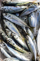 fresh fish mackerel