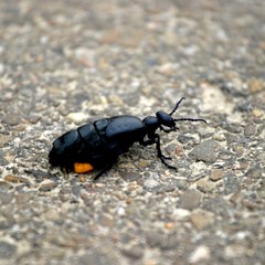 Czarny chrząszcz