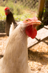 Funny  White hens standing near coop door