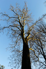 photo of tree branches that cross the blue sky
