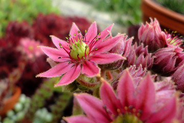 Steinrosen / Blühendes sempervivum 