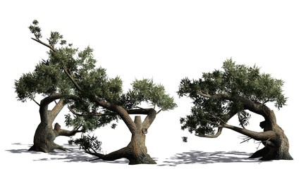 Jeffrey Pine tree cluster - separated on white background