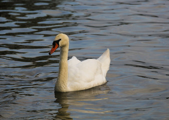 Fototapeta premium a swan swimming, photo in the foreground