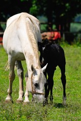 Obraz premium Lipizzaner mare and foal on the pasture