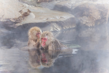 Naklejka premium 温泉のなかよしおさるmonkey which is healed in a hot spring
