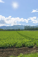 Fototapeta na wymiar 北海道　農業風景　Agricultural landscape Hokkaido Japan
