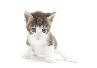 Cute kitten on a white background