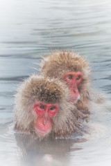 温泉のカップルおさる Monkey of the couple of the hot spring