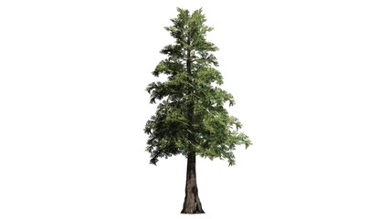 Western red Cedar tree - separated on white background