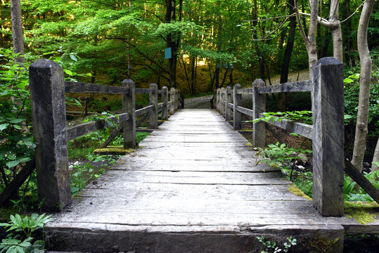Wooden bridge on a hiking trail in the woods