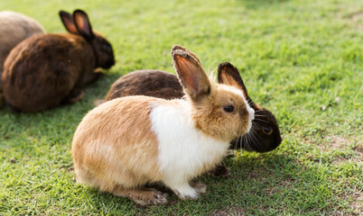 cute rabbits in garden