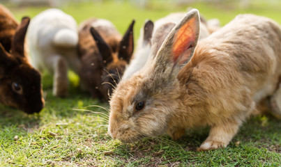 cute rabbits in garden