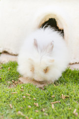 fluffy rabbits in garden