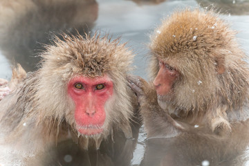 Obraz premium 見つめるおさるさん Monkey of the hot spring staring at this
