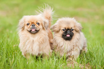 Two pekingese dogs 