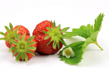 fraises 25052015