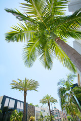 カリフォルニア　ロデオドライブ　RODEO DRIVE