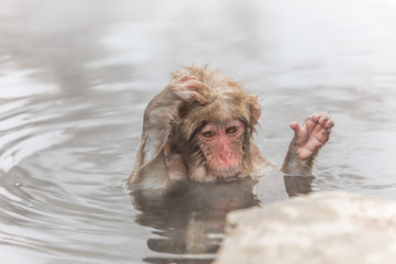 「てへっ」ってカンジのおさるの子 Young monkeys of the outdoor bath