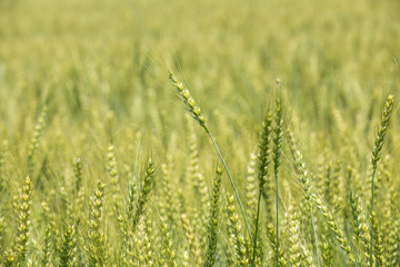 色づく前の小麦畑