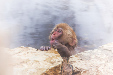 表情豊かなおさるの子 young monkeys which enjoy a hot spring