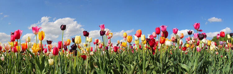 Obrazy na Szkle  Panorama pola tulipanów - różne odmiany