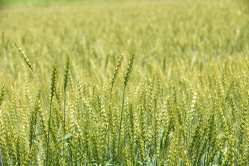 色づく前の小麦畑