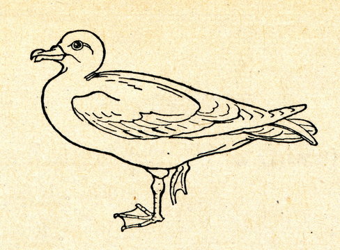 Petrel (Procellariiforme)