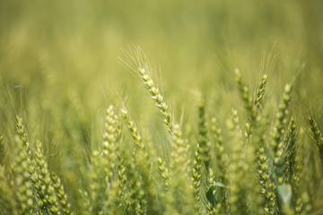 色づく前の小麦