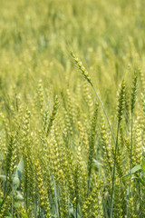 色づく前の小麦