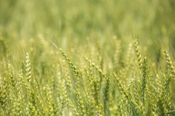 色づく前の小麦畑