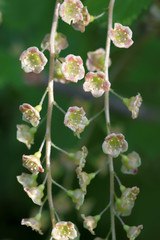 Flowers of red currant